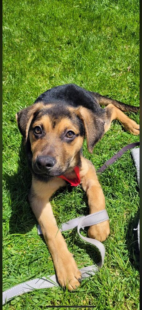 Enlarge Cucumber (Clyde), a Adoptable mixed breed in Cheektowaga, NY image 1/1