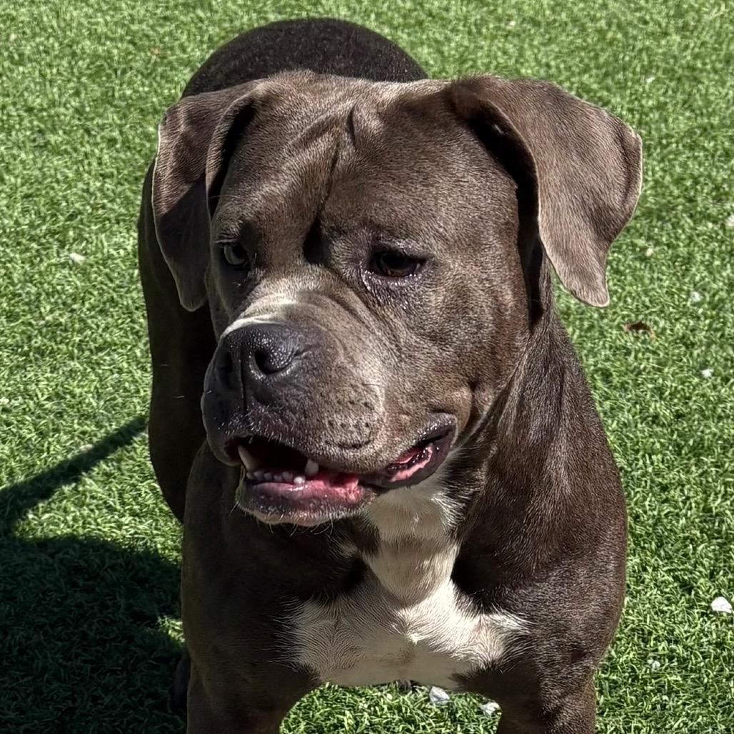 Iris, Adoptable, Adult Female Pit Bull Terrier & Mixed Breed.