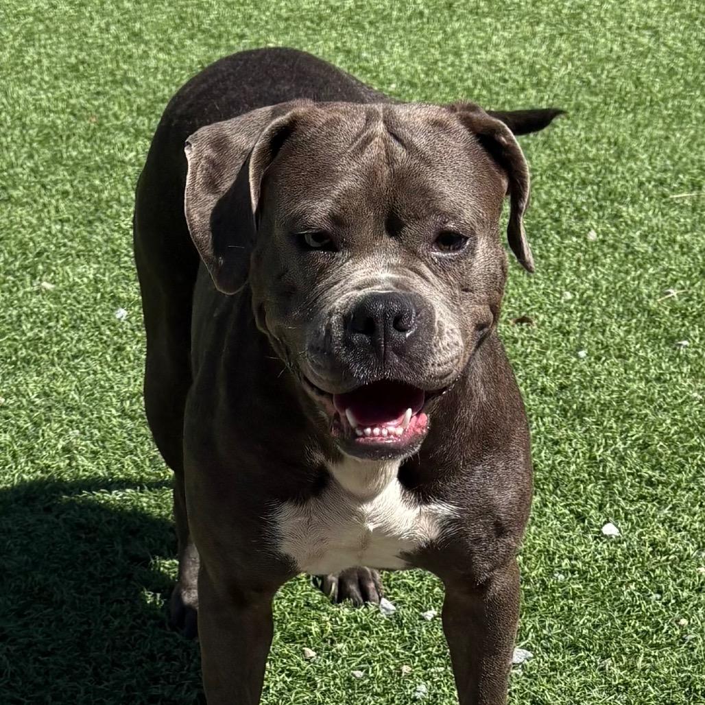 Enlarge Iris, a Adoptable mixed breed in Batavia, OH image 2/5