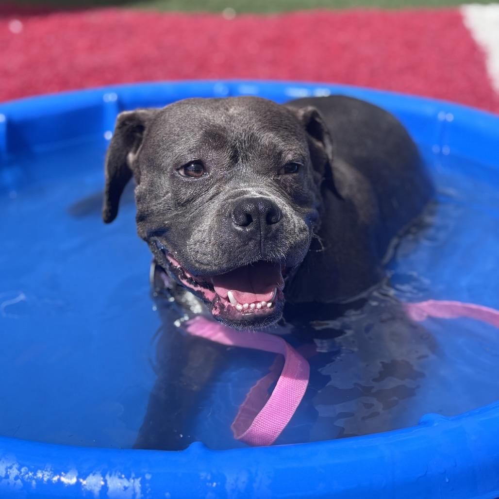 Enlarge Iris, a Adoptable mixed breed in Batavia, OH image 3/5