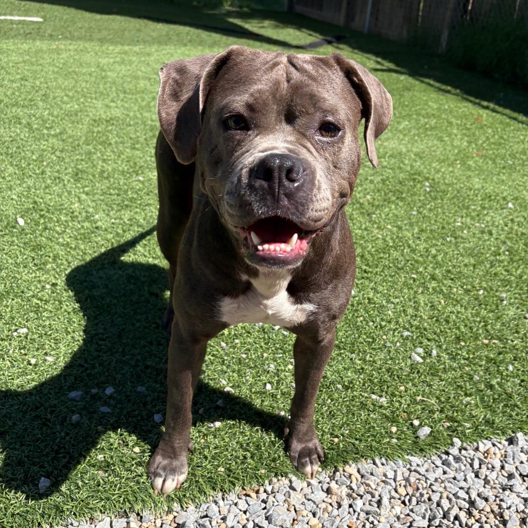 Enlarge Iris, a Adoptable mixed breed in Batavia, OH image 4/5