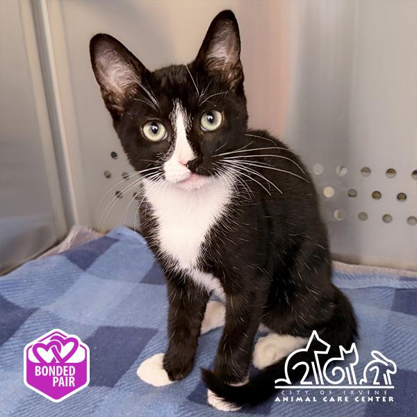 GIZMO, Adoptable, Kitten Female Domestic Short Hair.