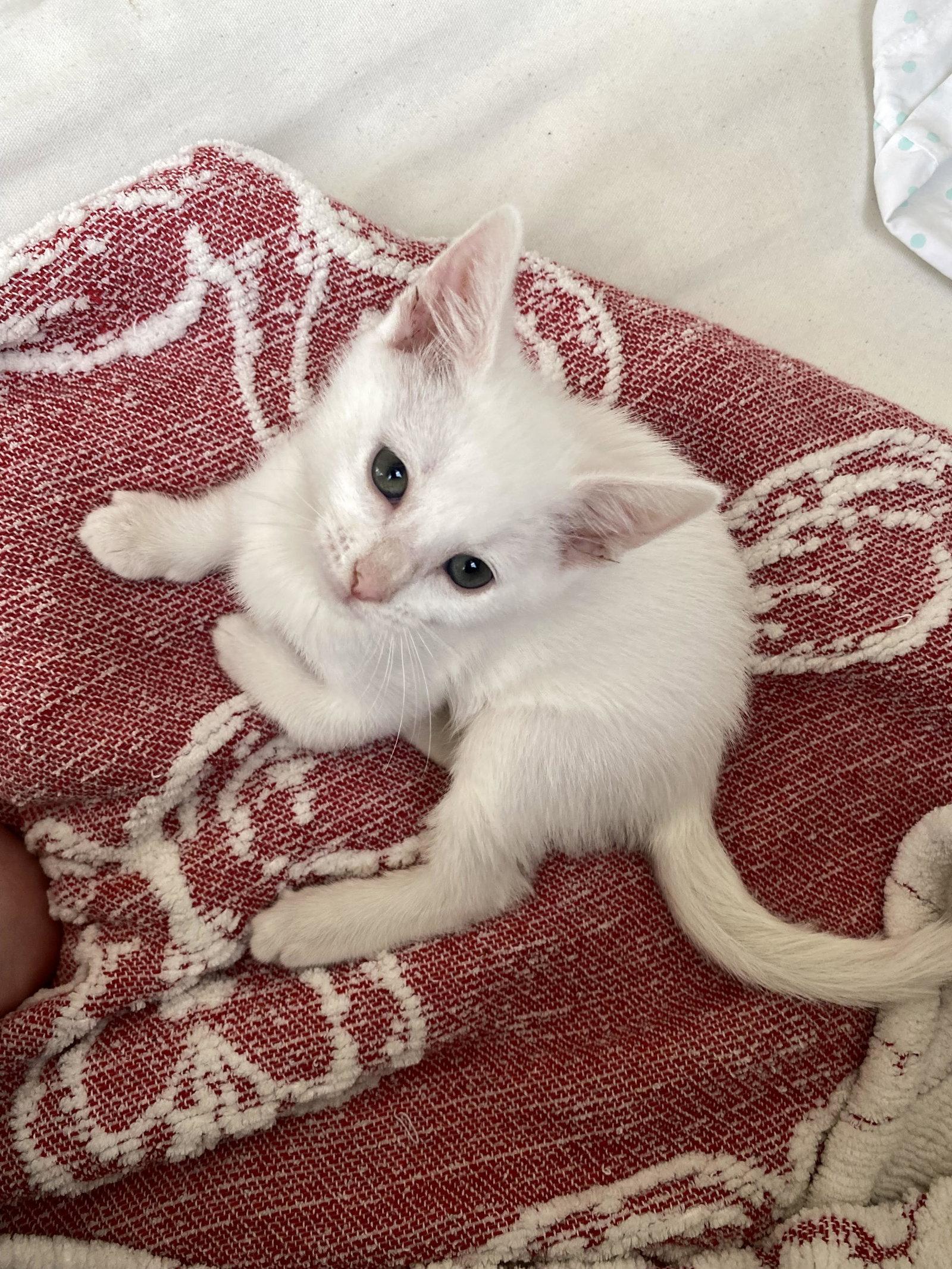 Enlarge Carmina (6431), a Adoptable Domestic Short Hair in Wesley Chapel, FL image 1/1
