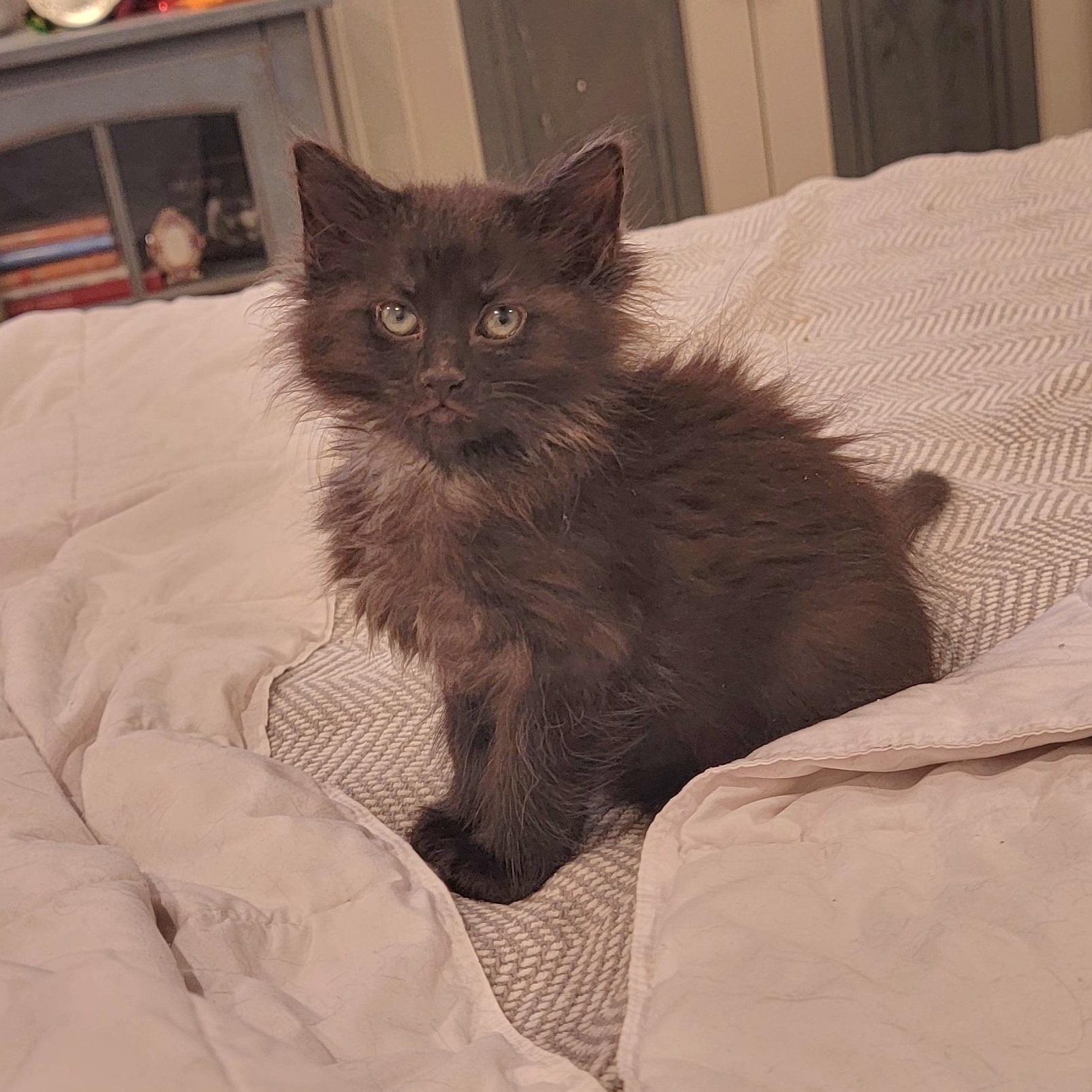 Enlarge Nigel adopted with Martha 2.13, an adoptable Domestic Long Hair in Wyandotte, MI image 1/6