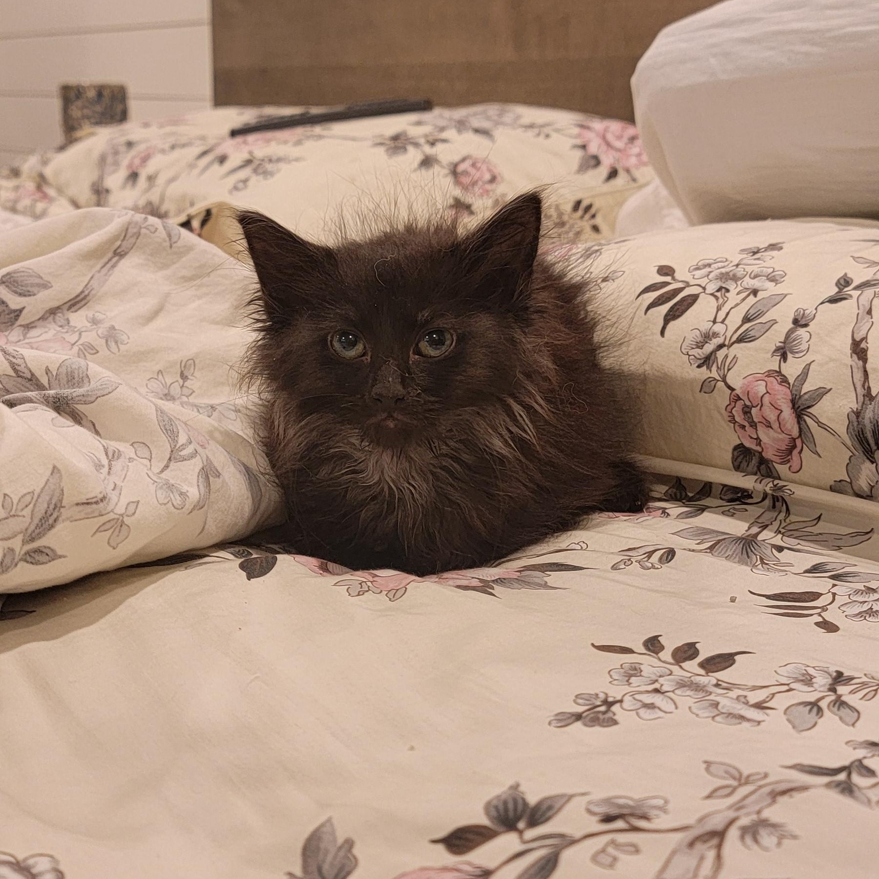 Enlarge Nigel adopted with Martha 2.13, an adoptable Domestic Long Hair in Wyandotte, MI image 4/6