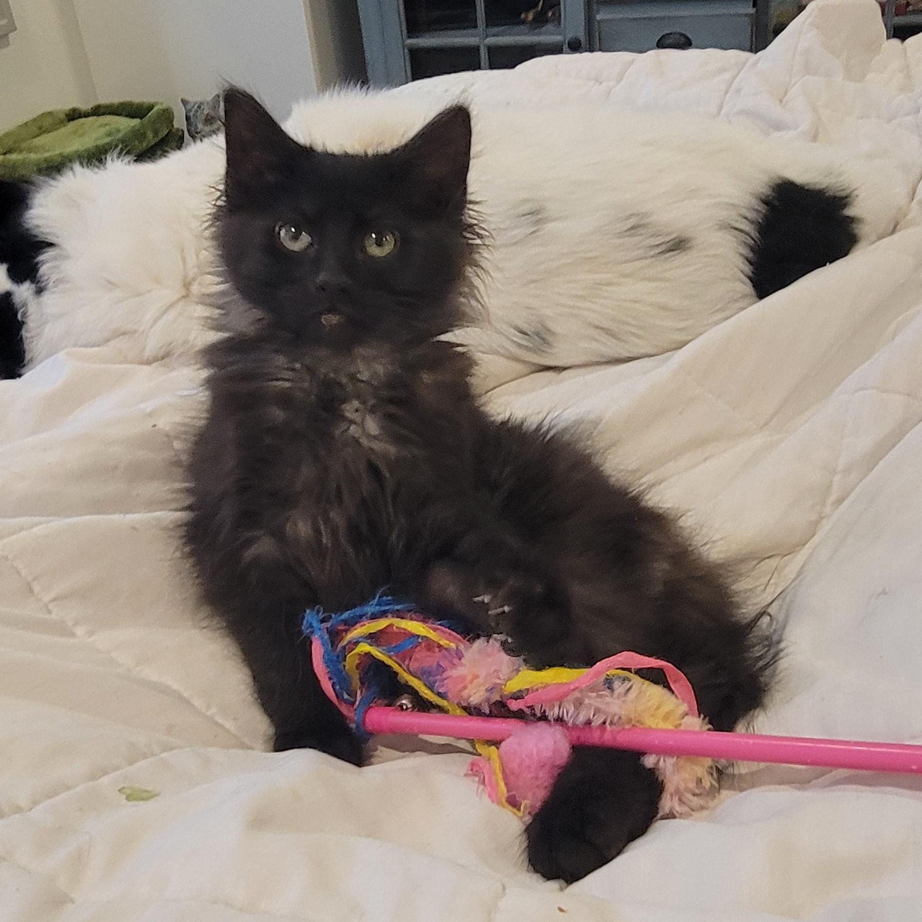 Enlarge Nigel adopted with Martha 2.13, an adoptable Domestic Long Hair in Wyandotte, MI image 2/6