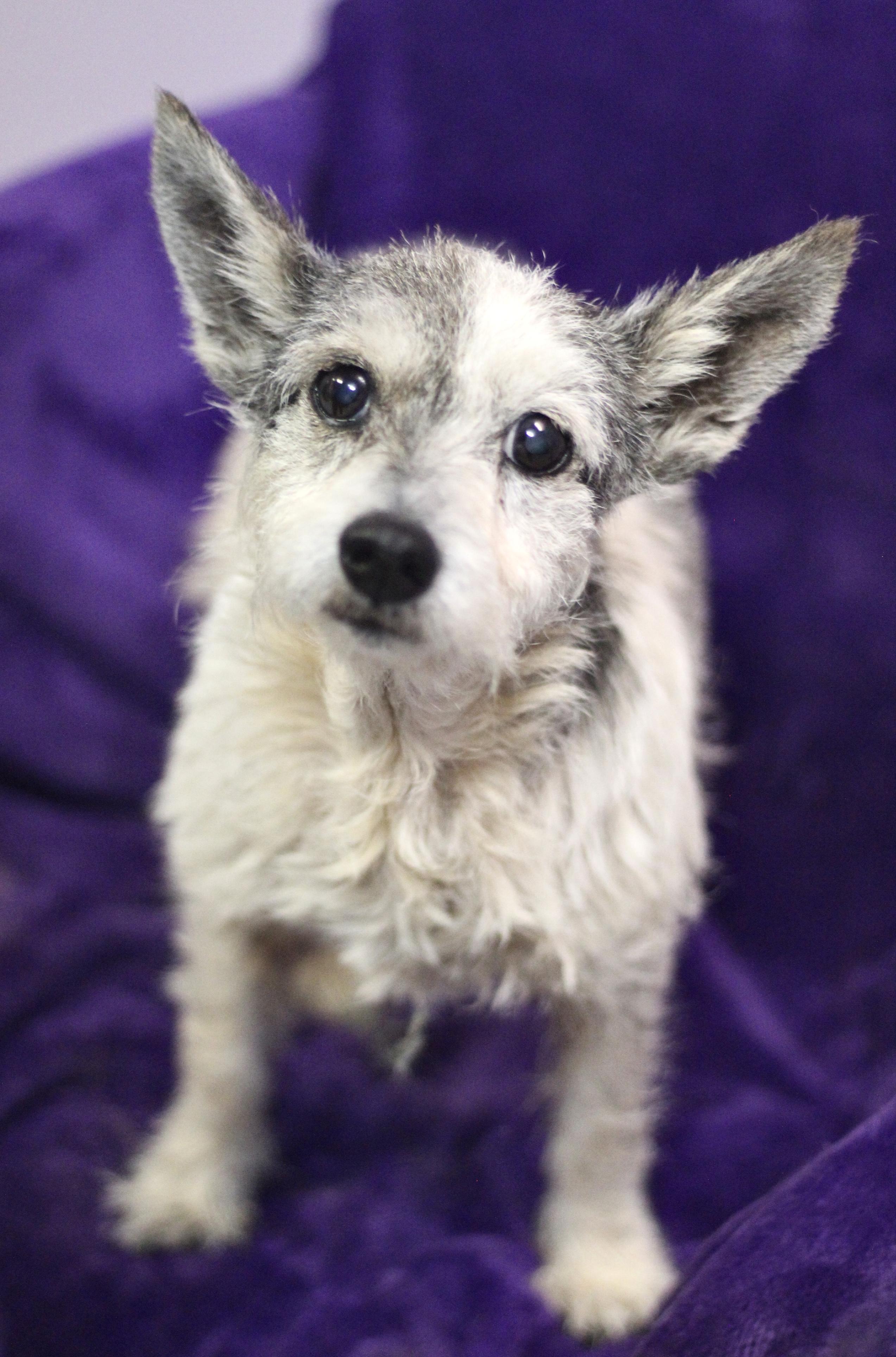Maggie (bonded to Ernie) in NH! Come Meet our Adoptable Dogs Wednesday-Saturday. More info in Bio!, a ADOPTABLE mixed breed in Manchester, NH image 2/2