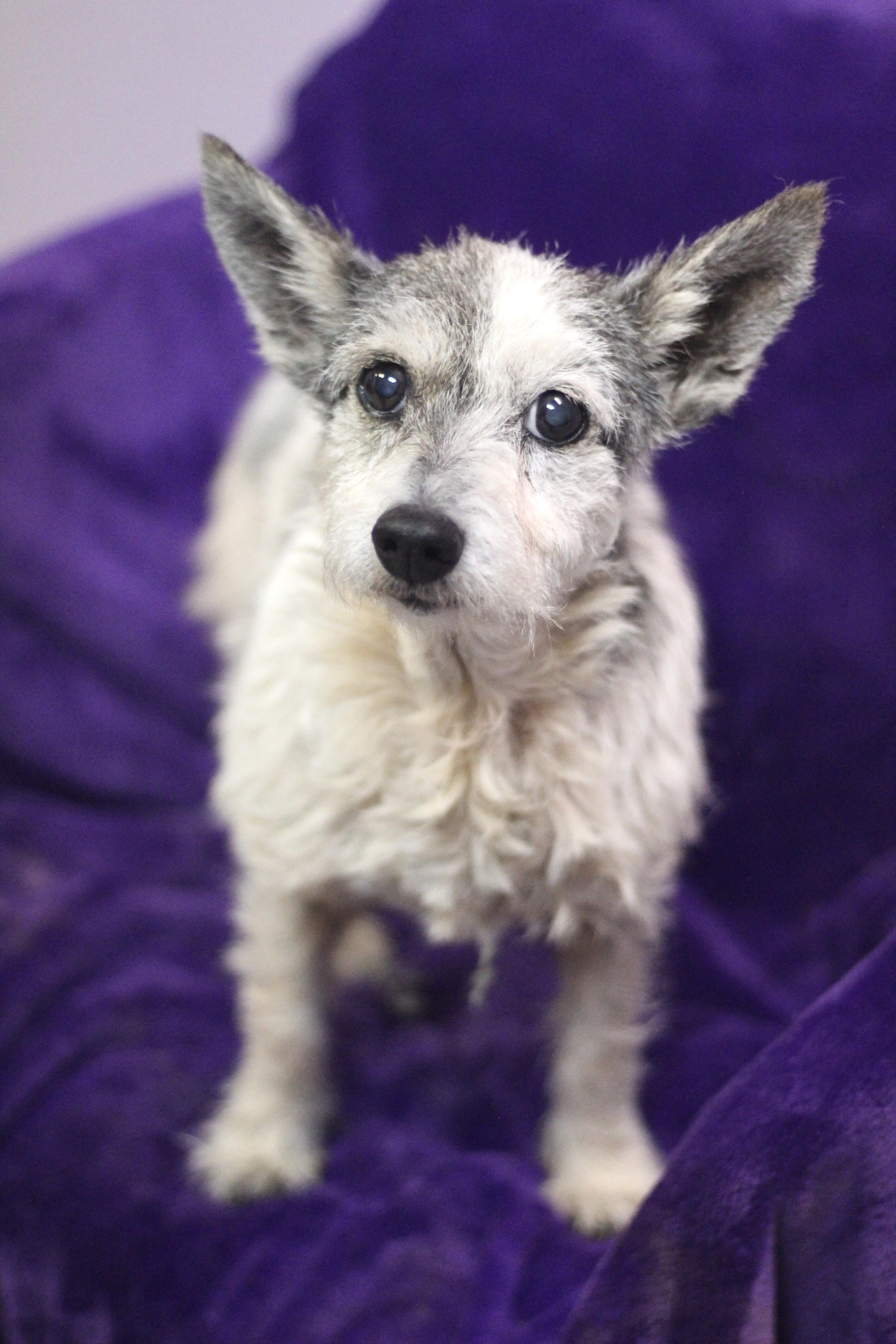 Maggie (bonded to Ernie) in NH! Come Meet our Adoptable Dogs Wednesday-Saturday. More info in Bio!, ADOPTABLE, Senior Female Miniature Schnauzer.