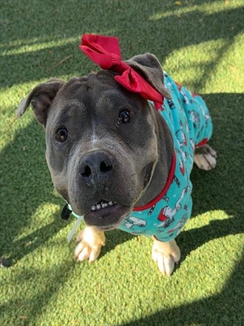 JOY, Adoptable, Adult Female Pit Bull Terrier.