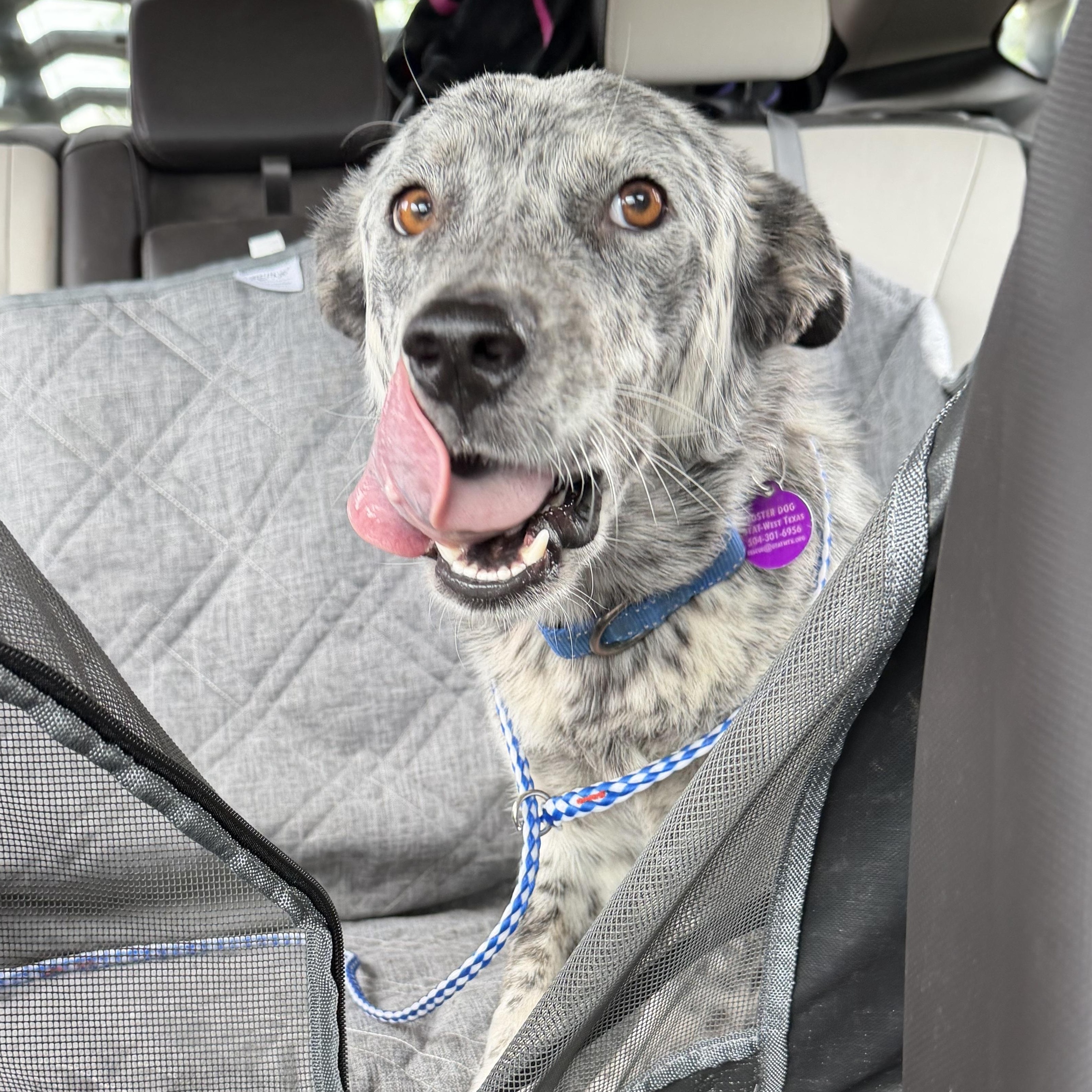 Fortune, ADOPTABLE, Young Female Australian Cattle Dog / Blue Heeler.