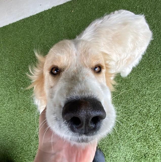 Enlarge Lidia , a ADOPTABLE mixed breed in Fayetteville, AR image 3/4