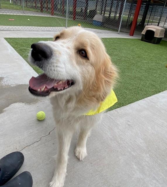 Enlarge Lidia , a ADOPTABLE mixed breed in Fayetteville, AR image 4/4