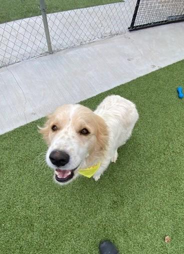 Enlarge Lidia , a ADOPTABLE mixed breed in Fayetteville, AR image 2/4