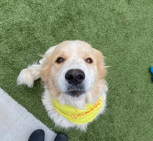 Lidia , ADOPTABLE, Adult Female Great Pyrenees.