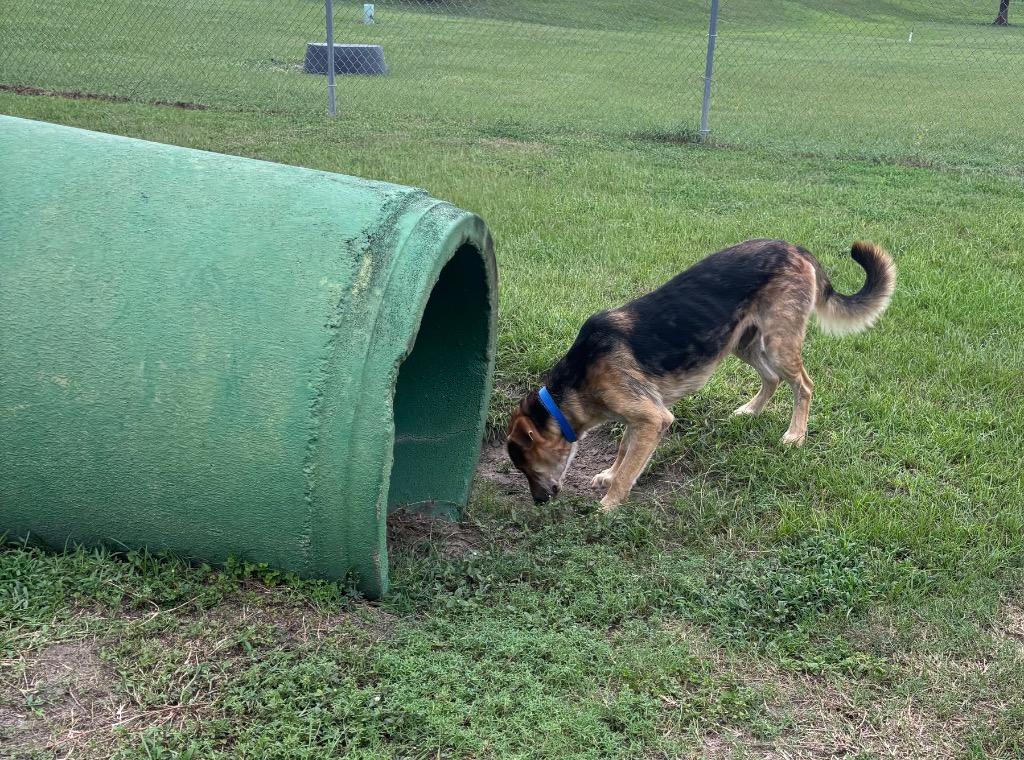 Enlarge Oso Special, a Adoptable Mixed Breed in Ocala, FL image 1/3