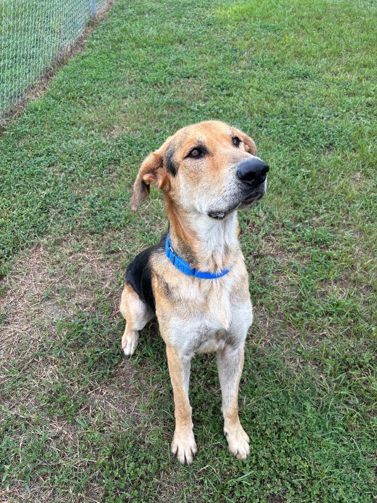 Enlarge Oso Special, a Adoptable Mixed Breed in Ocala, FL image 2/3