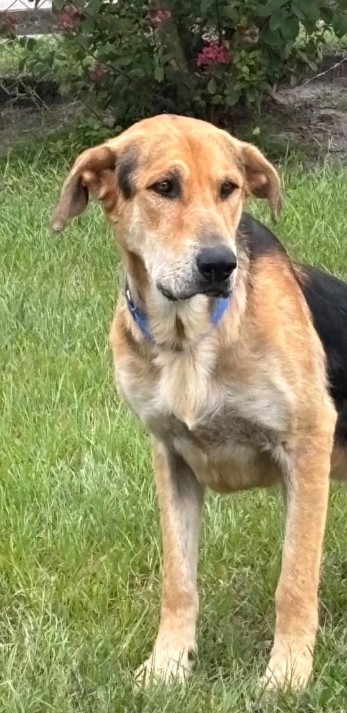 Oso Special, a Adoptable Mixed Breed in Ocala, FL image 3/3