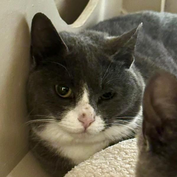 Enlarge Marinara, a Adoptable mixed breed in Walnut Creek, CA image 1/1