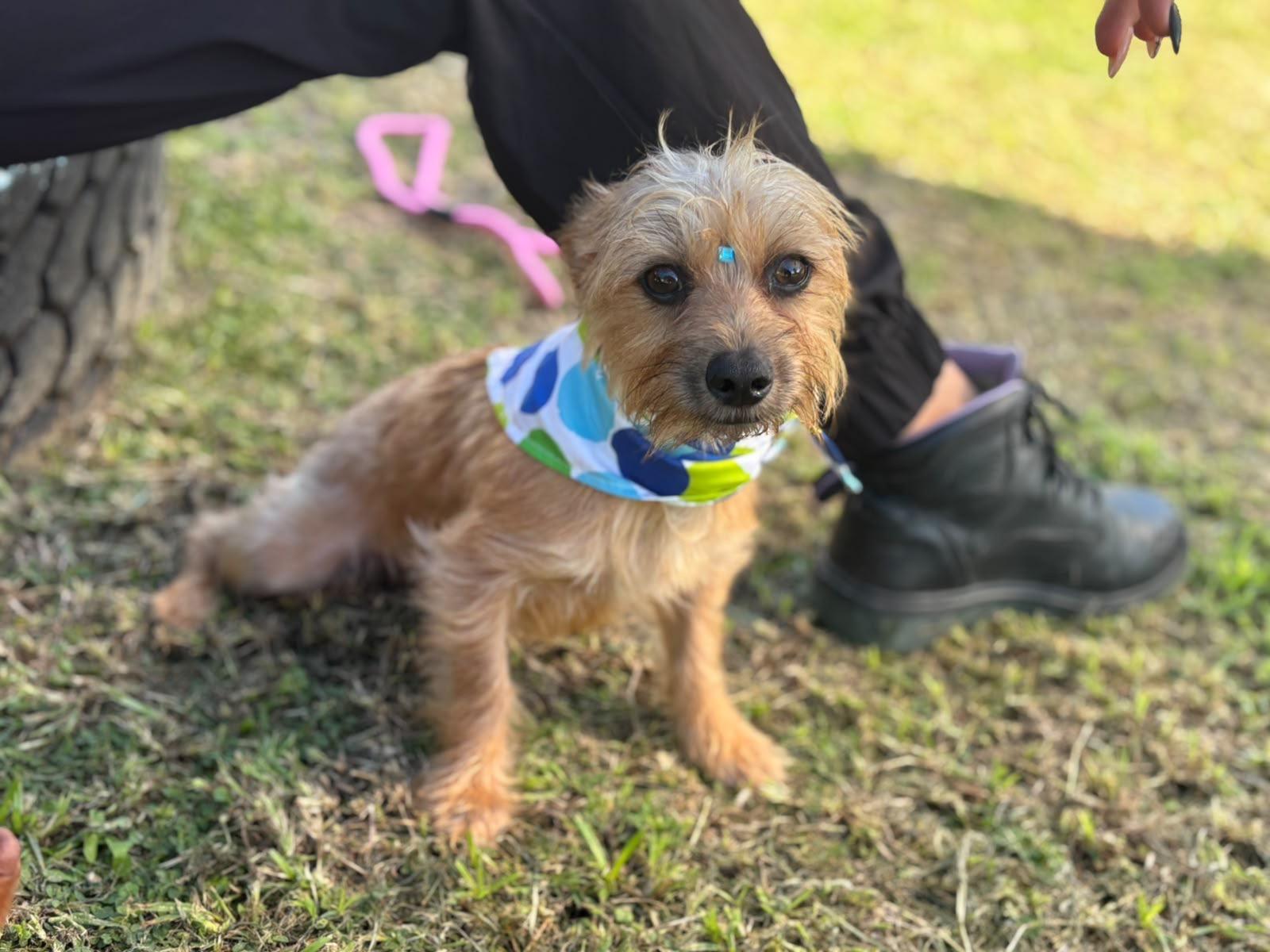 Enlarge Gustavo, a Adoptable mixed breed in Douglas, MA image 6/6