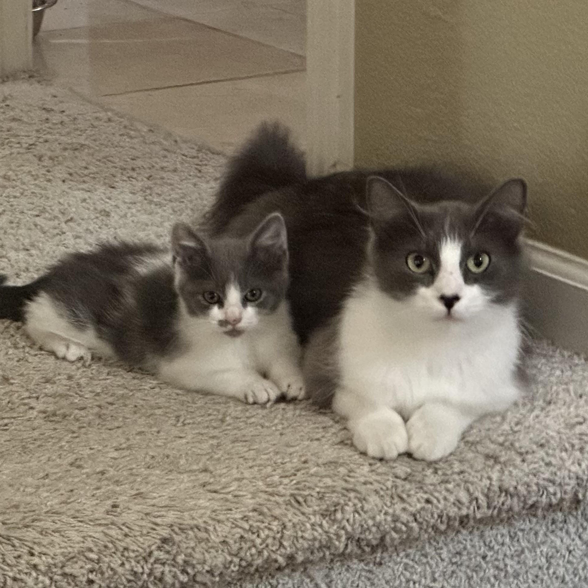 Kitty & Judy (bonded pair), a ADOPTABLE mixed breed in Sacramento, CA image 5/6