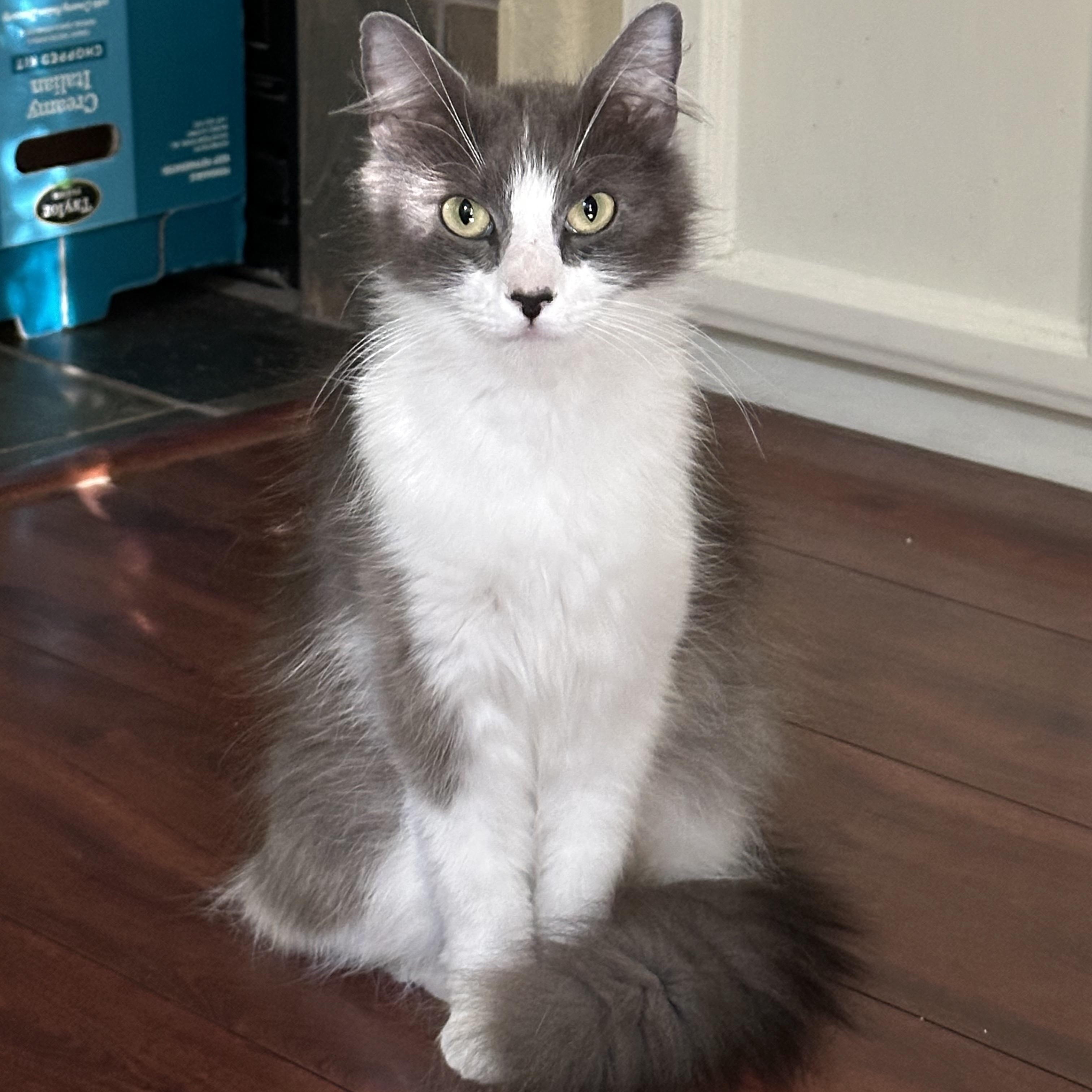 Kitty & Judy (bonded pair), a ADOPTABLE mixed breed in Sacramento, CA image 1/6