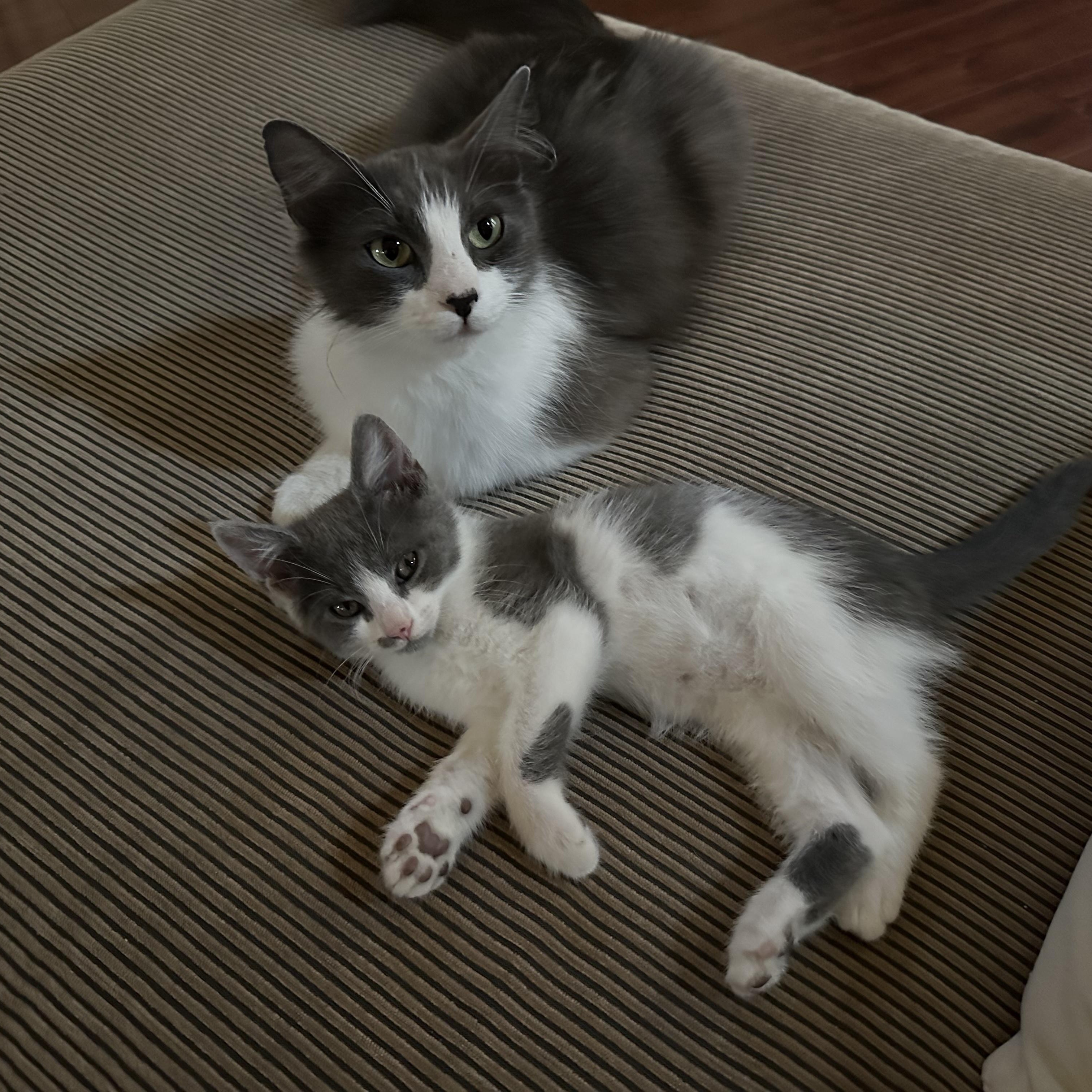 Kitty & Judy (bonded pair), a ADOPTABLE mixed breed in Sacramento, CA image 4/6