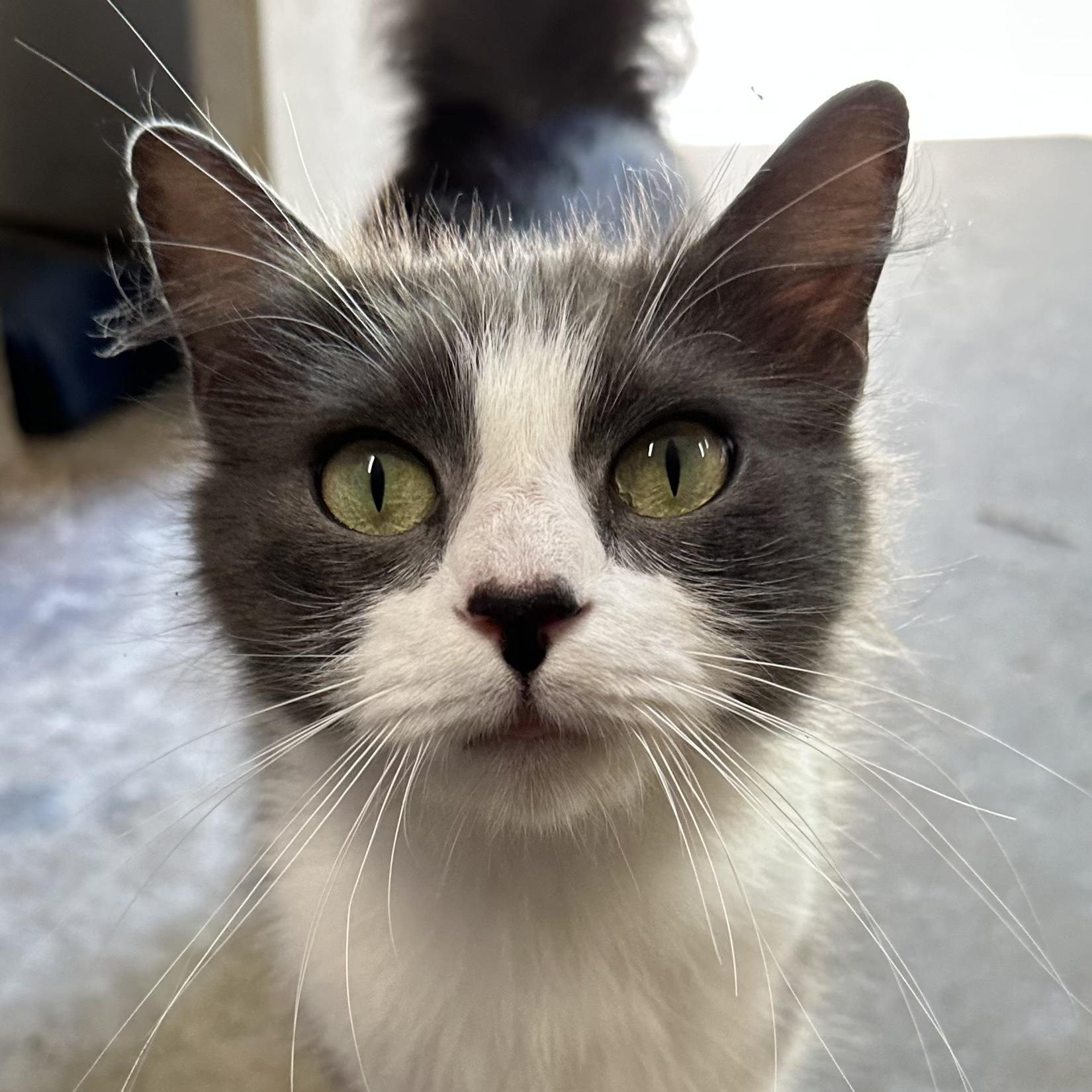 Kitty & Judy (bonded pair), a ADOPTABLE mixed breed in Sacramento, CA image 3/6