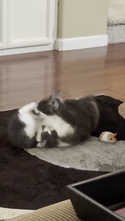 Enlarge Kitty & Judy (bonded pair), a ADOPTABLE mixed breed in Sacramento, CA video 2/6