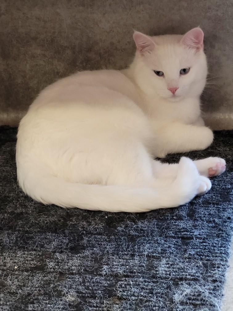 Enlarge Emerson, a Adoptable Domestic Short Hair in Coalhurst, AB image 1/1