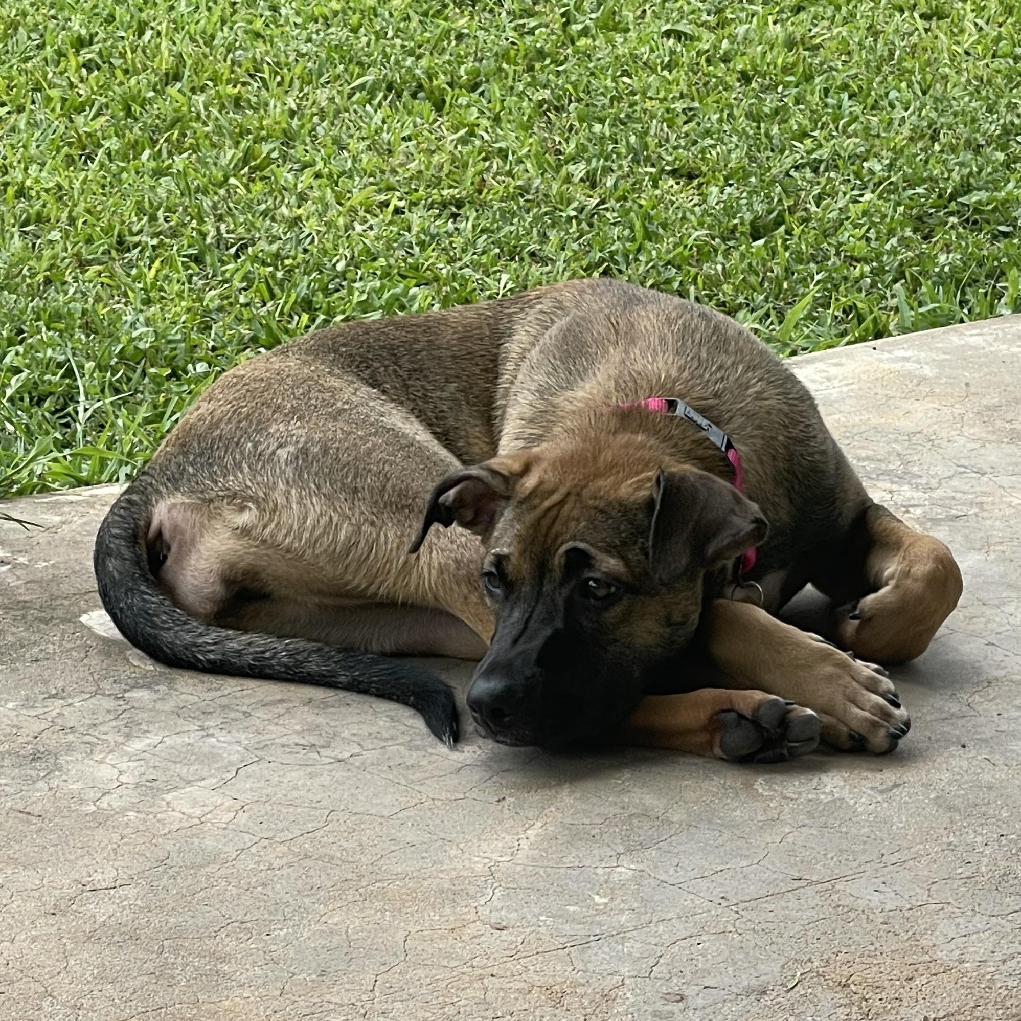 Enlarge Xena, a Adoptable mixed breed in Colorado Springs, CO image 3/6