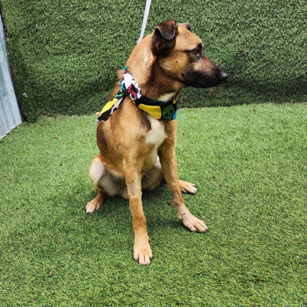 Enlarge Danny, an adopted mixed breed in Houston, TX image 5/5