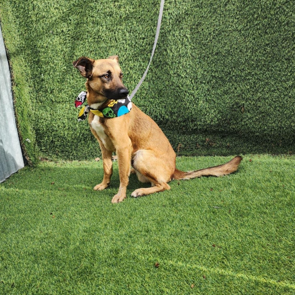 Enlarge Danny, an adopted mixed breed in Houston, TX image 3/5