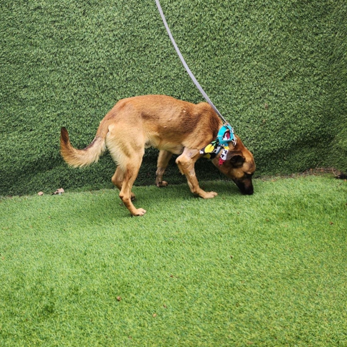 Enlarge Danny, an adopted mixed breed in Houston, TX image 2/5