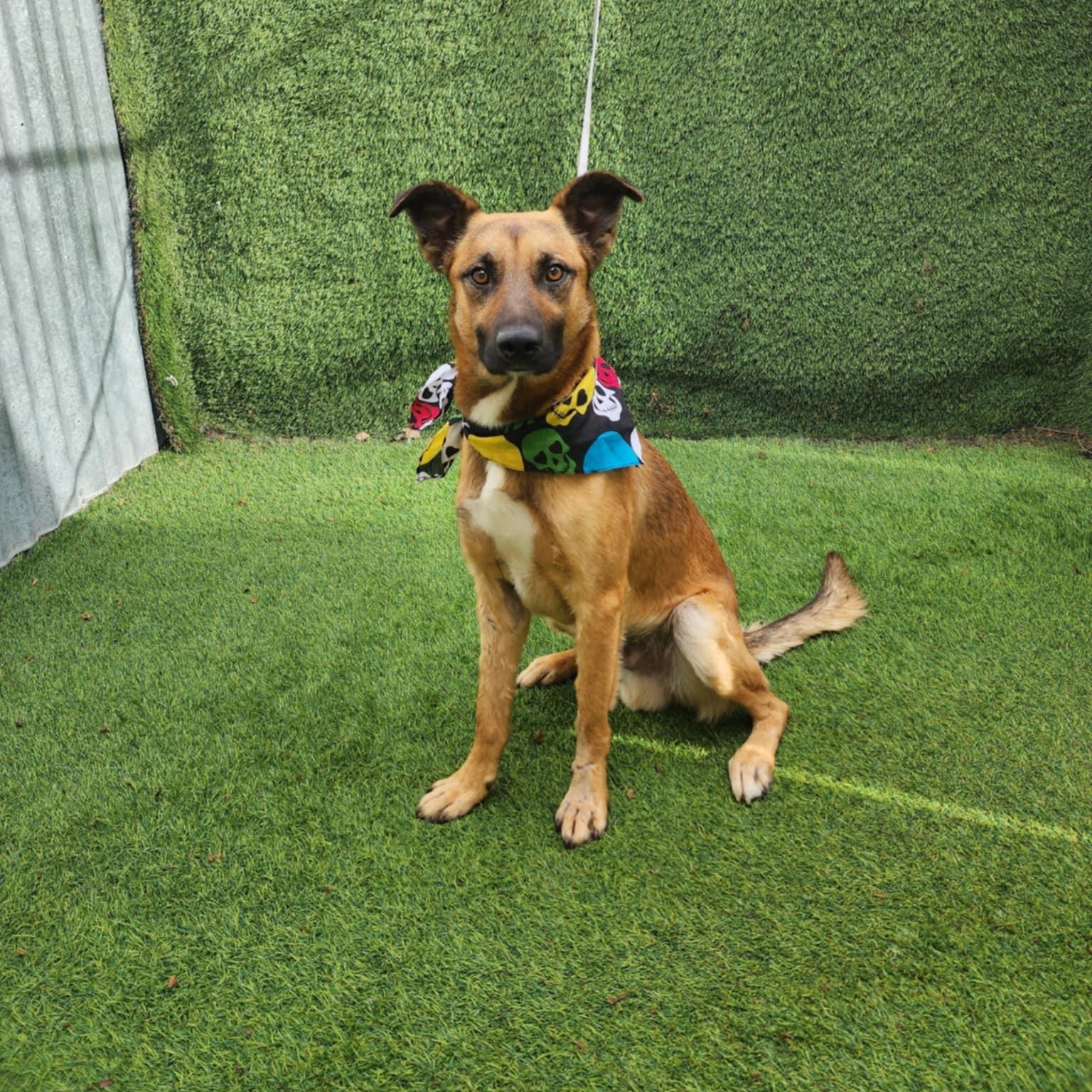 Danny, adopted, Young Male Shepherd.