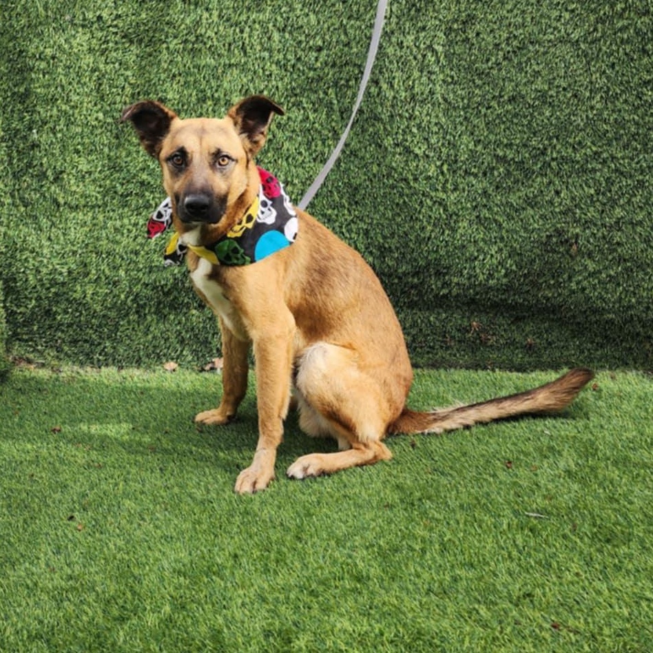 Enlarge Danny, an adopted mixed breed in Houston, TX image 4/5