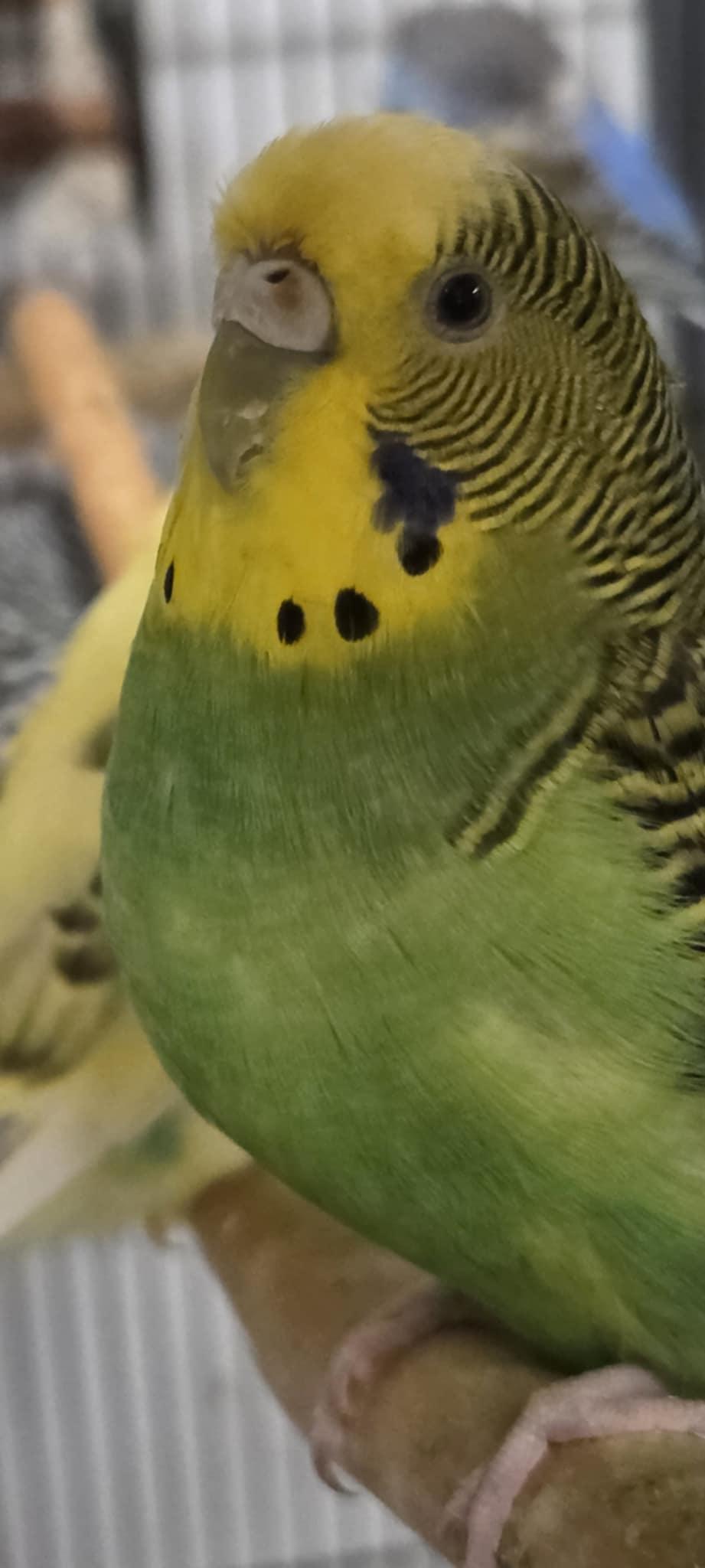 Sunny, Adult Female unknown