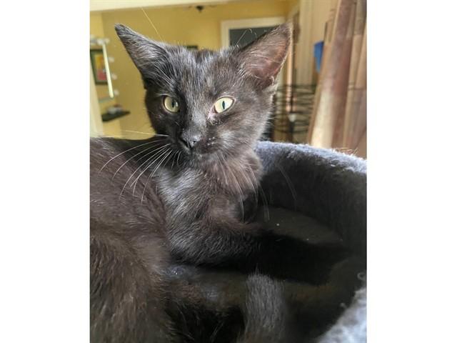 BEAN, Adoptable, Kitten Female Domestic Short Hair.
