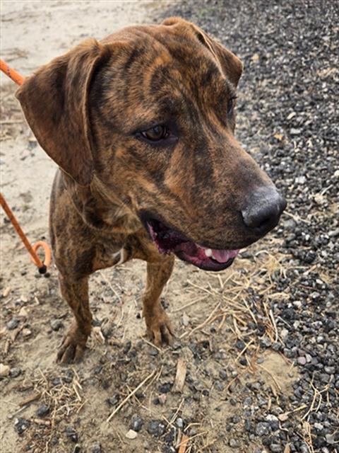 QUINCY, Adoptable, Young Male Pit Bull Terrier.