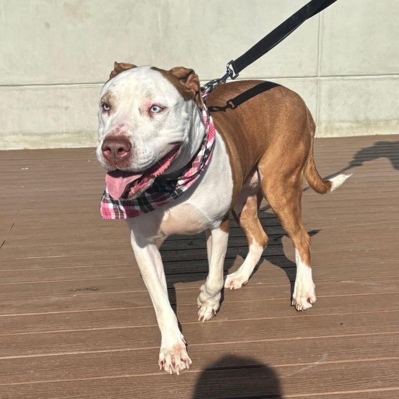 Hazlenut — thumbnail 4