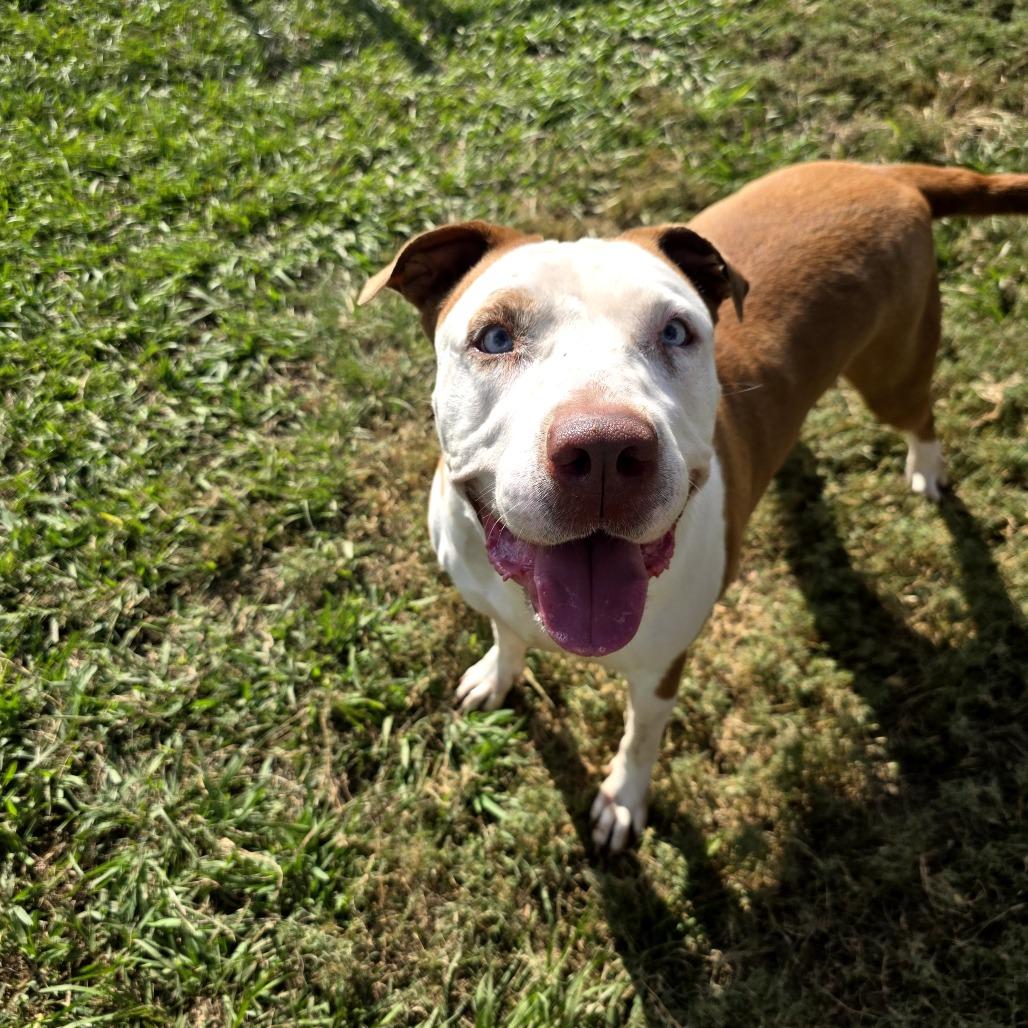 Hazlenut — thumbnail 5