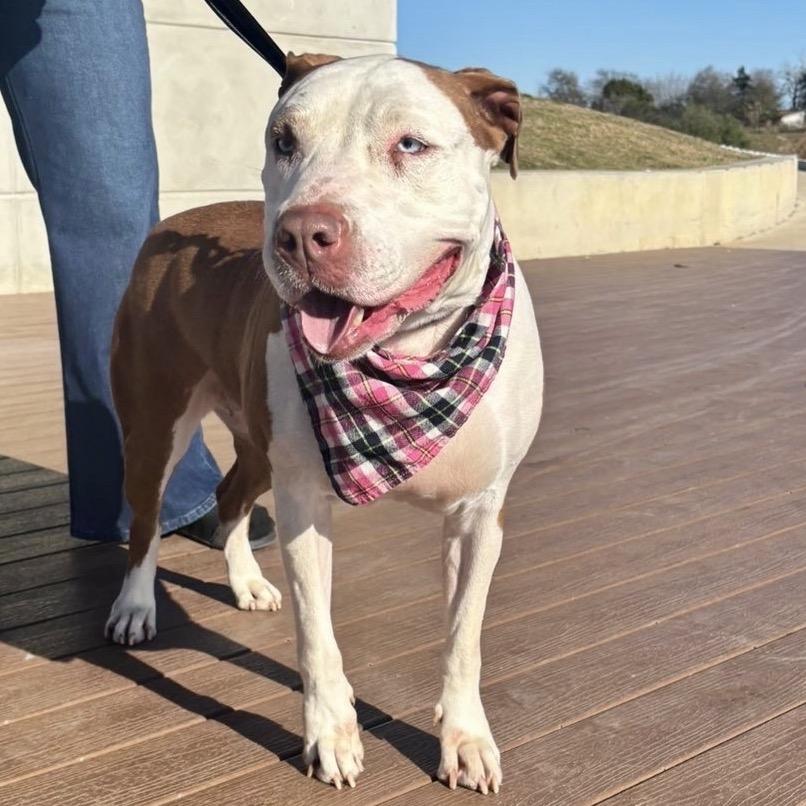 Hazlenut — thumbnail 6