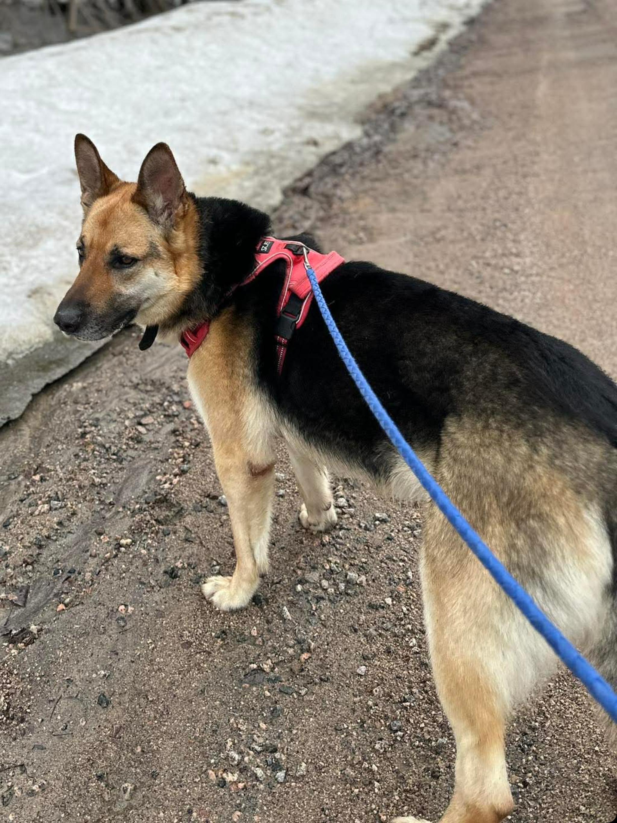 CHICO, a ADOPTABLE German Shepherd Dog in Toronto, ON image 6/6