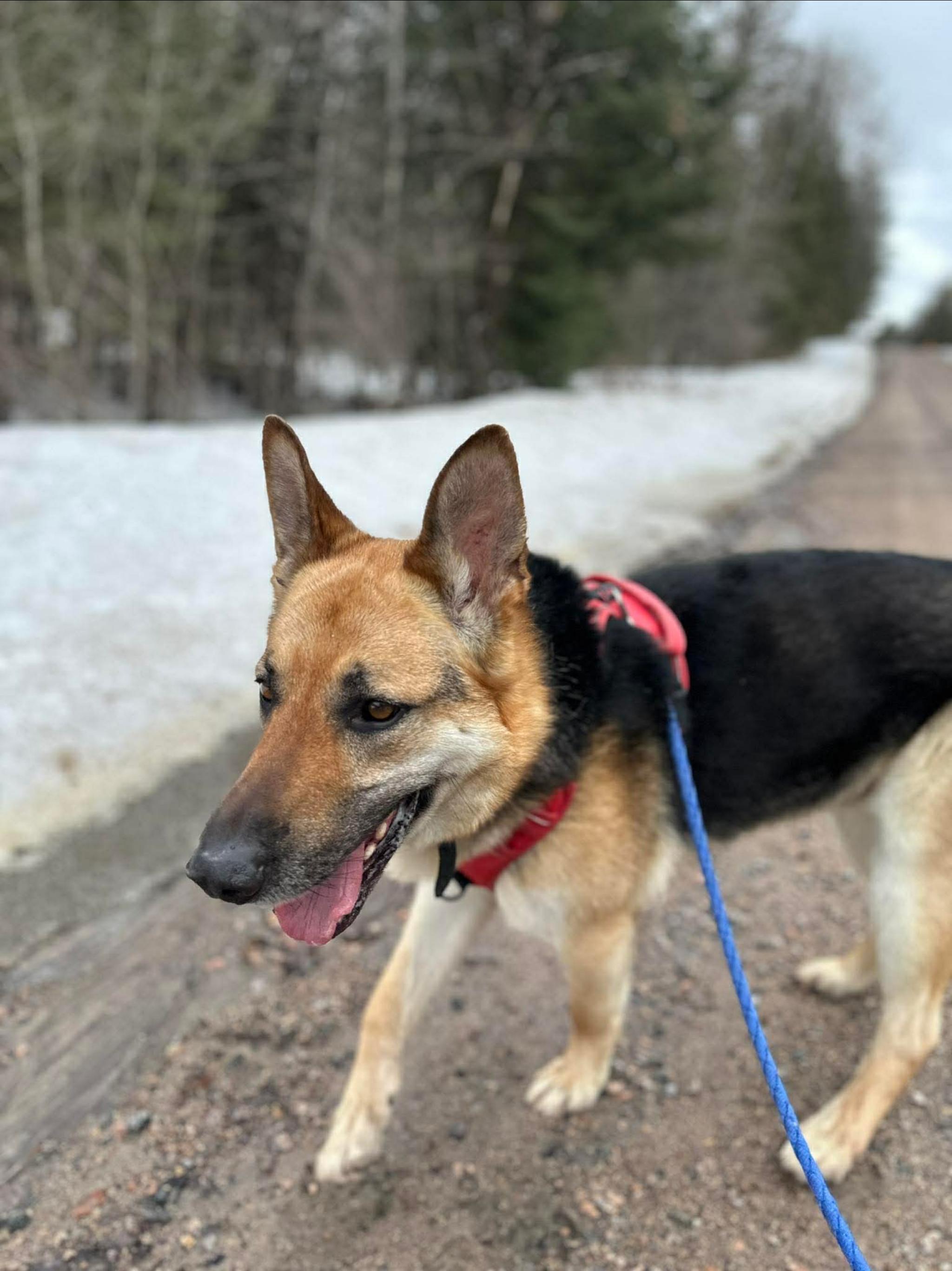 CHICO, a ADOPTABLE German Shepherd Dog in Toronto, ON image 2/6