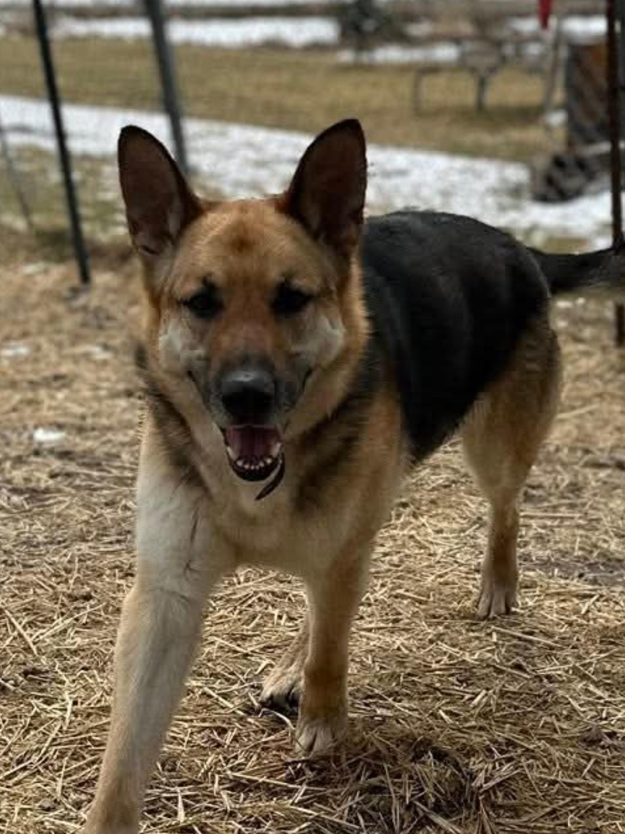 CHICO, a ADOPTABLE German Shepherd Dog in Toronto, ON image 4/6