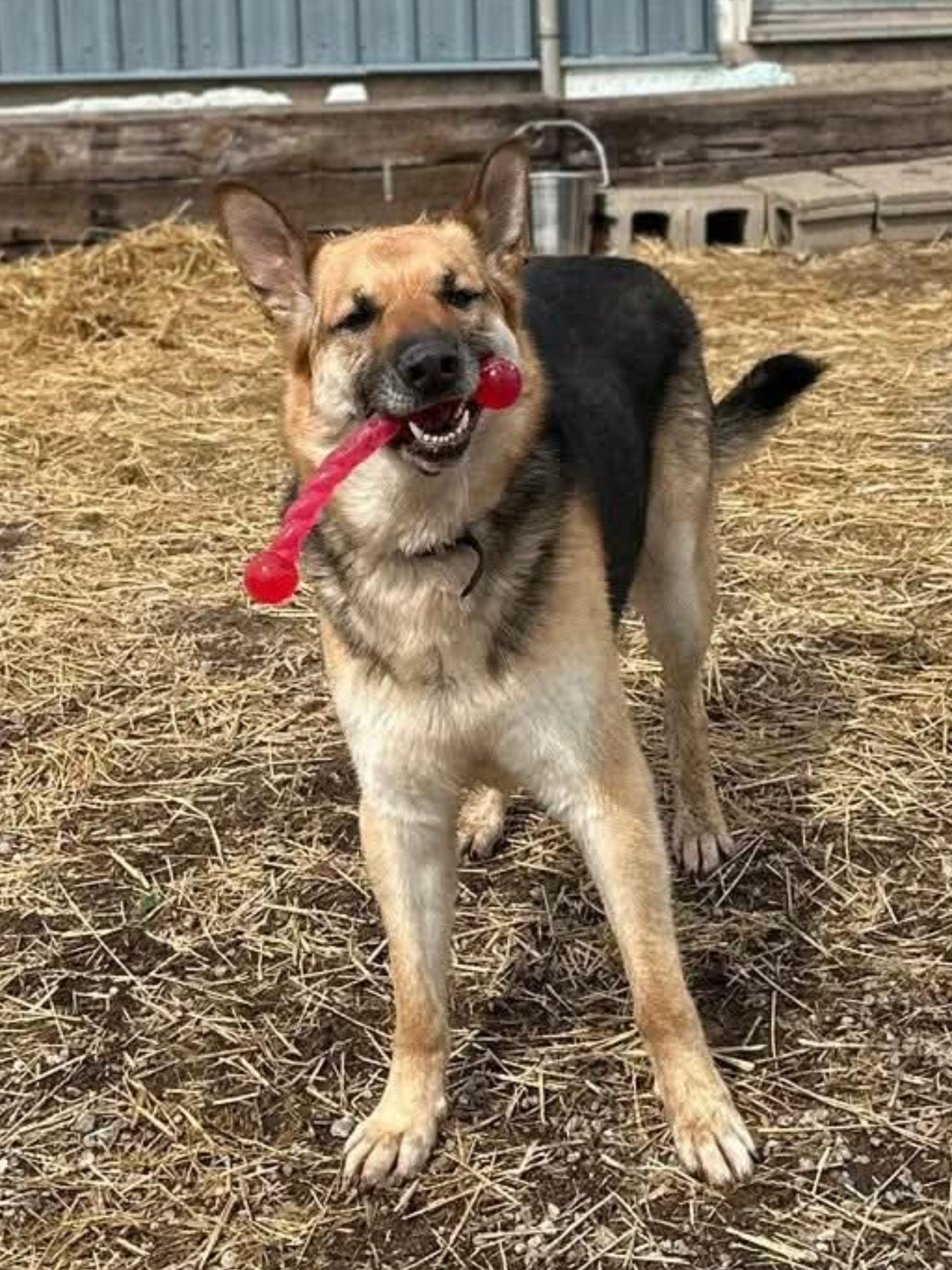CHICO, a ADOPTABLE German Shepherd Dog in Toronto, ON image 3/6