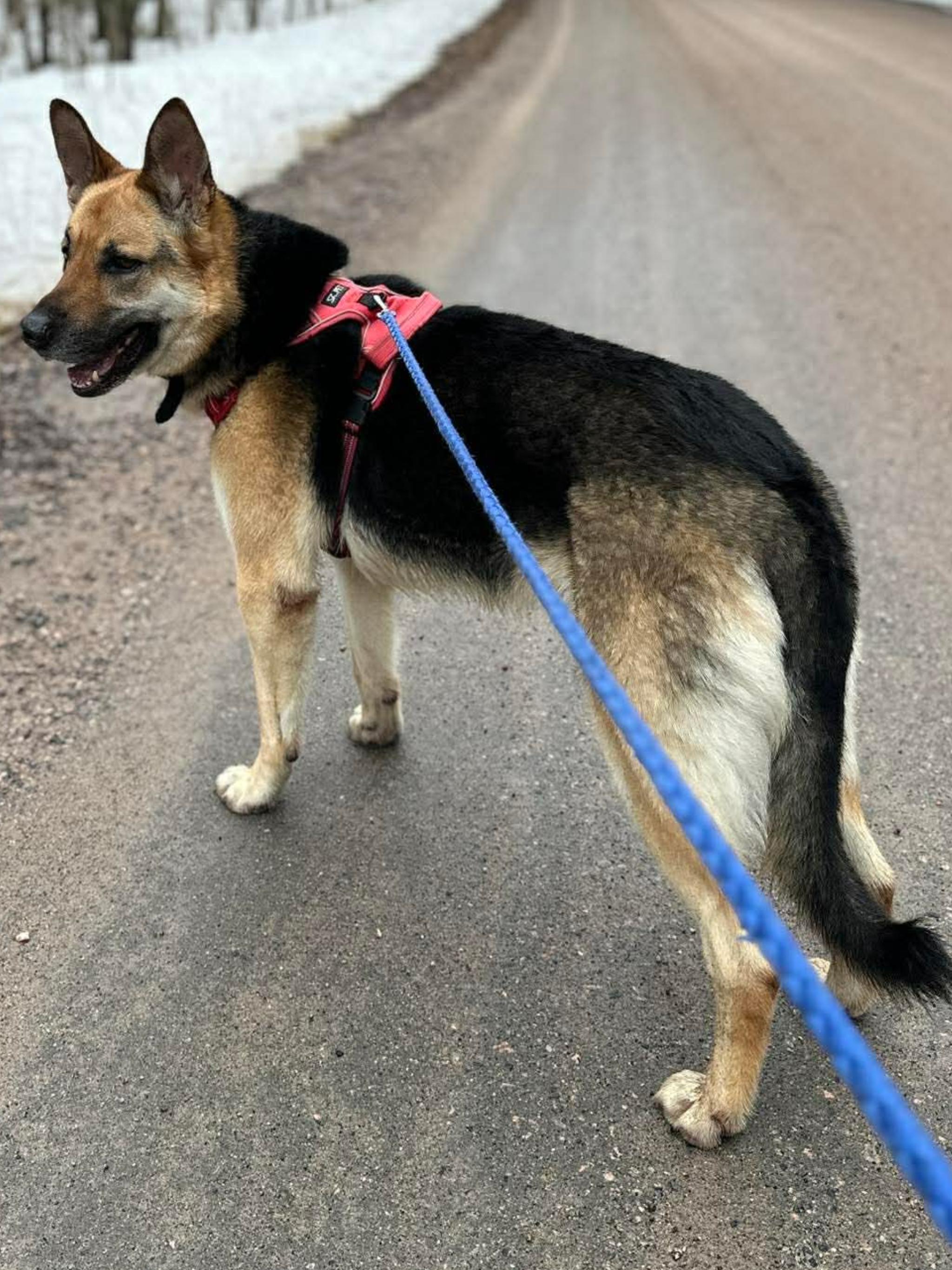 CHICO, a ADOPTABLE German Shepherd Dog in Toronto, ON image 5/6