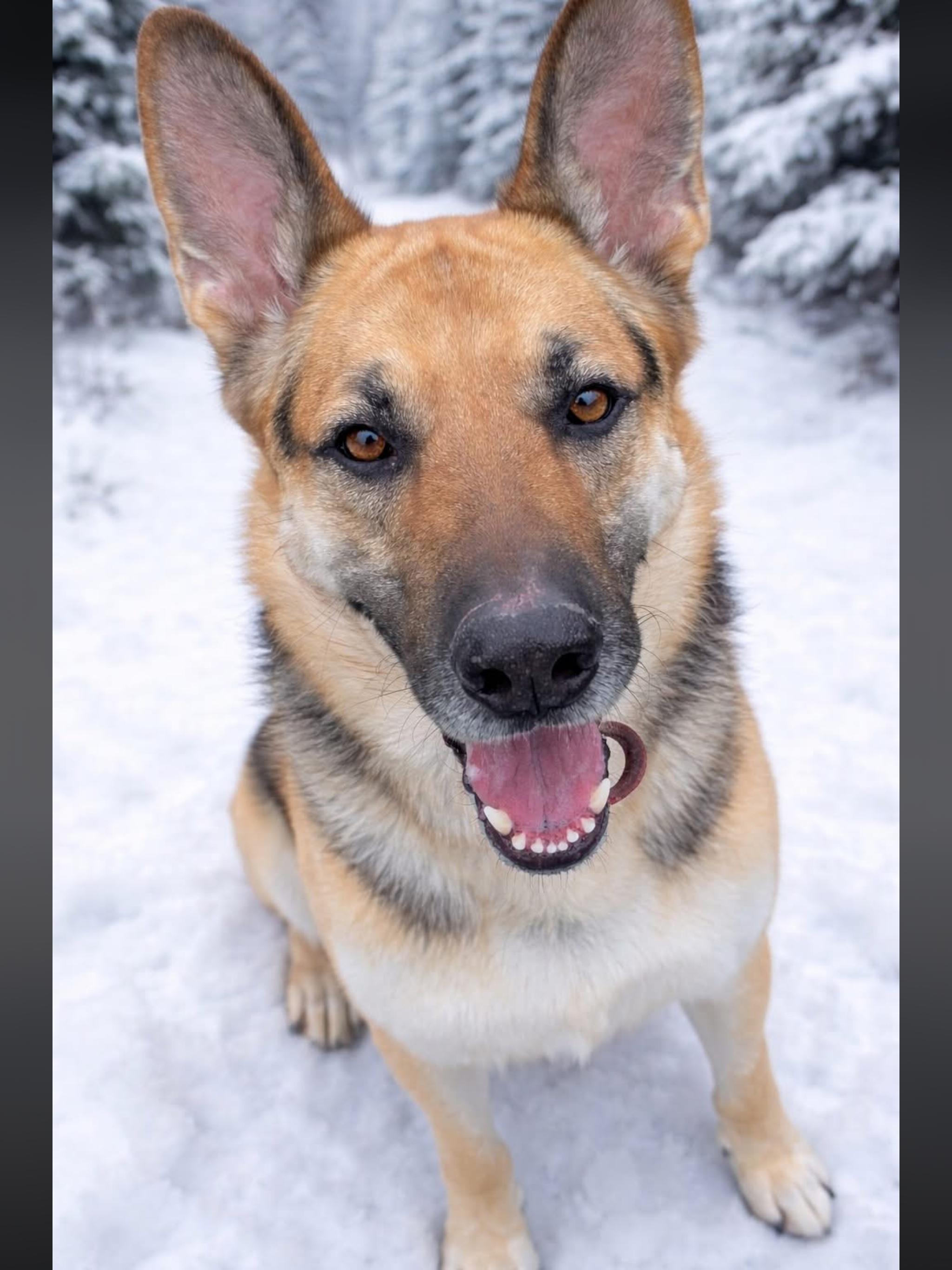 CHICO, ADOPTABLE, Adult Male German Shepherd Dog.