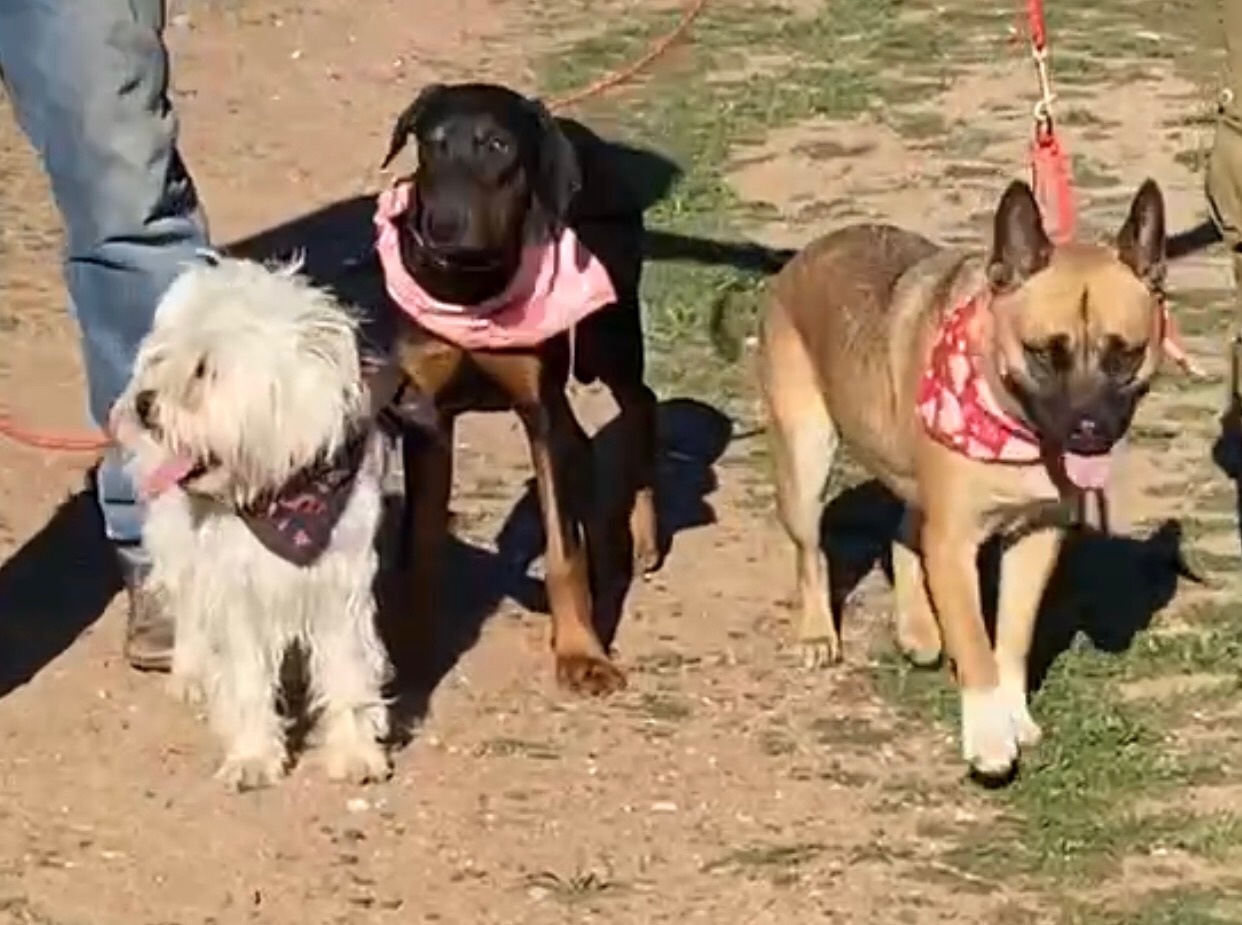 Kobe, a Adoptable mixed breed in Acton, CA image 4/10