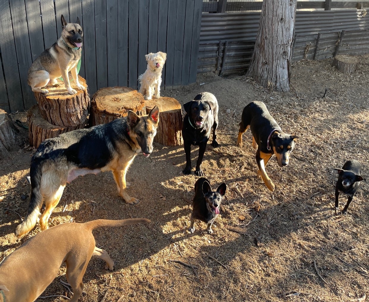 Kobe, a Adoptable mixed breed in Acton, CA image 5/10