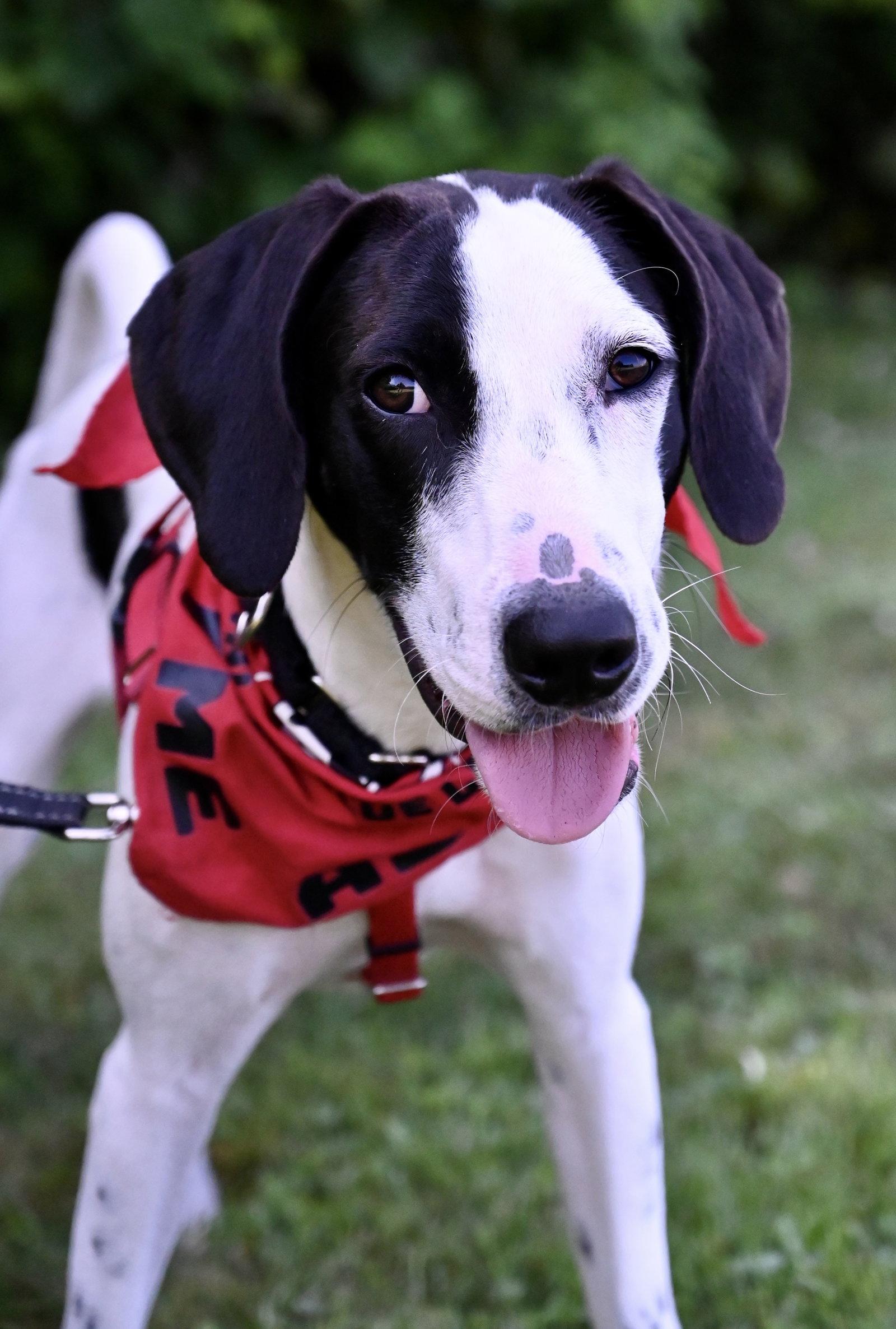 Pierre De Ronsard Rose *LOCAL*, Adoptable, Puppy Male Hound.